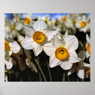 USA, Oregon, Willamette Valley. Daffodils Poster