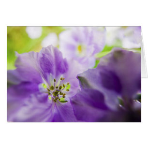 USA, Oregon, Willamette Valley, Larkspur Close