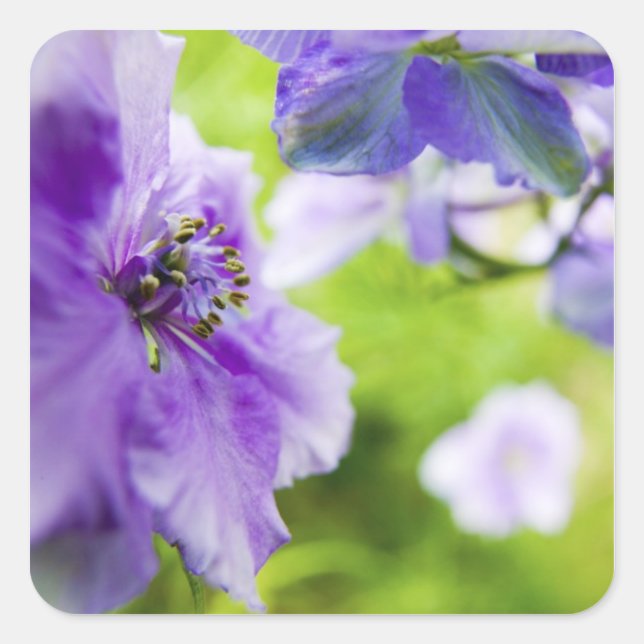 USA, Oregon, Willamette Valley, Larkspur Close 2 Square Sticker (Front)