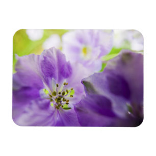 USA, Oregon, Willamette Valley, Larkspur Close Magnet
