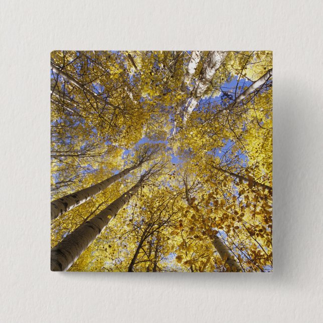 USA, Pacific Northwest. Aspen trees in autumn 2 Inch Square Button (Front)