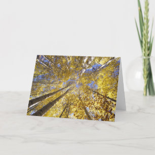 USA, Pacific Northwest. Aspen trees in autumn Card