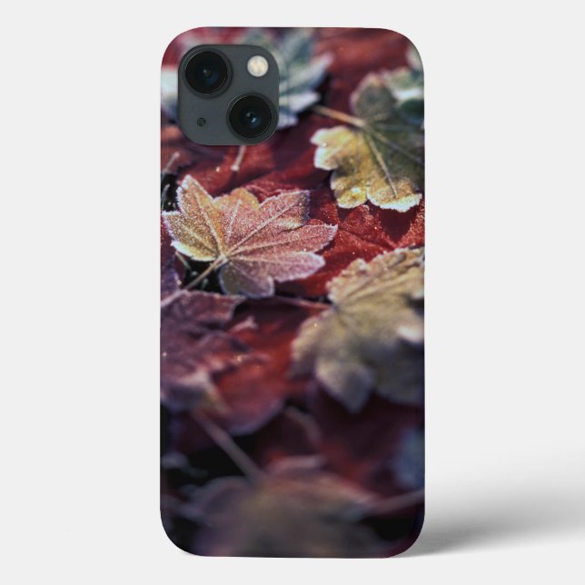 USA, Pacific Northwest. Japanese maple leaves Case-Mate iPhone Case (Back)