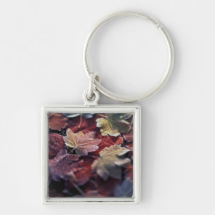 USA, Pacific Northwest. Japanese maple leaves Keychain