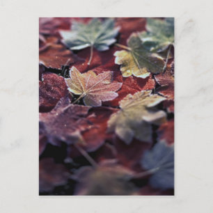 USA, Pacific Northwest. Japanese maple leaves Postcard