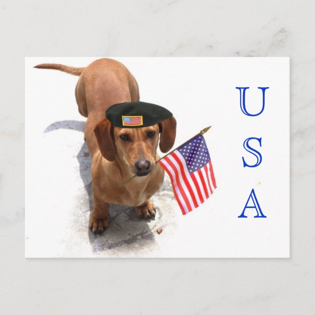 USA Patriotic dachshund postcard (Front)