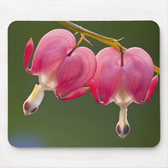 USA, Pennsylvania. Close-up of two bleeding Mouse Pad (Front)