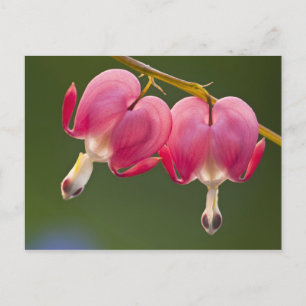 USA, Pennsylvania. Close-up of two bleeding Postcard