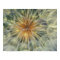 USA, Pennsylvania. Dandelion seedhead close-up