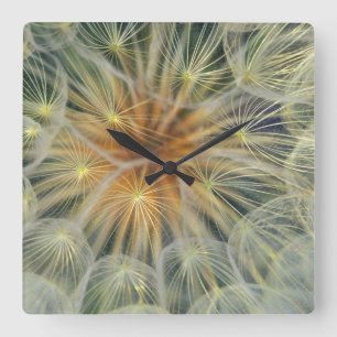 USA, Pennsylvania. Dandelion seedhead close-up Square Wall Clock