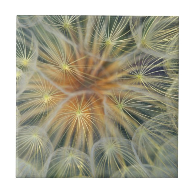 USA, Pennsylvania. Dandelion seedhead close-up Tile (Front)