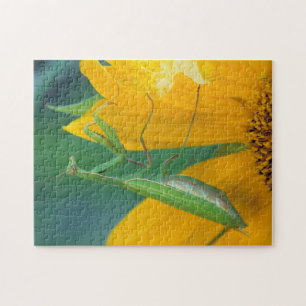 USA, Pennsylvania. Female praying mantis Jigsaw Puzzle