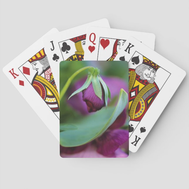 USA, Pennsylvania. Flower bud opening in spring Playing Cards (Back)