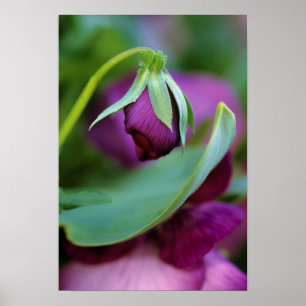 USA, Pennsylvania. Flower bud opening in spring Poster