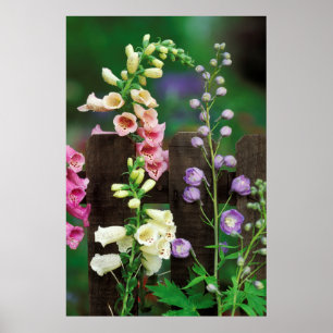 USA, Pennsylvania. Foxglove and delphinium Poster