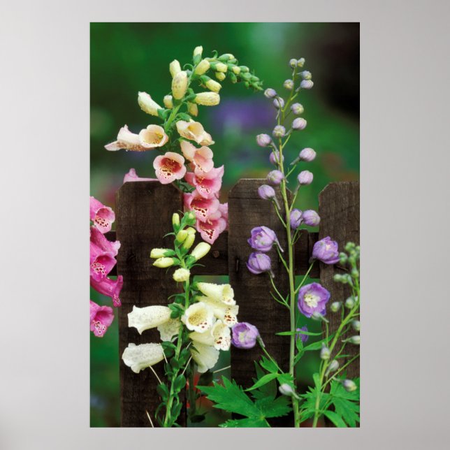 USA, Pennsylvania. Foxglove and delphinium Poster (Front)