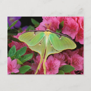 USA, Pennsylvania. Luna moth on pink clematis Postcard