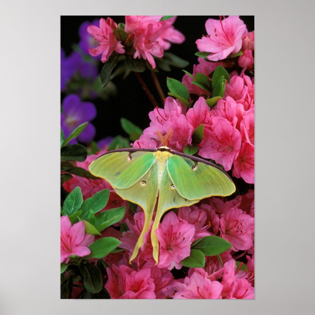USA, Pennsylvania. Luna moth on pink clematis Poster (Front)