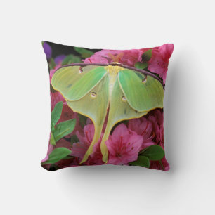 USA, Pennsylvania. Luna moth on pink clematis Throw Pillow