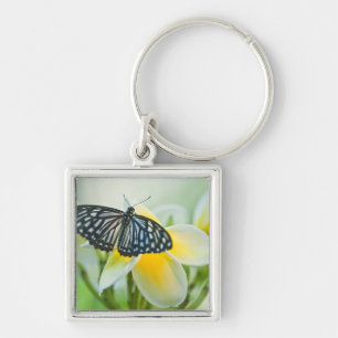 USA, Pennsylvania. Swallowtail butterfly Keychain