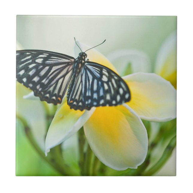 USA, Pennsylvania. Swallowtail butterfly Tile (Front)