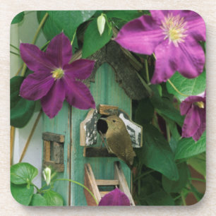 USA, Pennsylvania. Wren in birdhouse Coaster