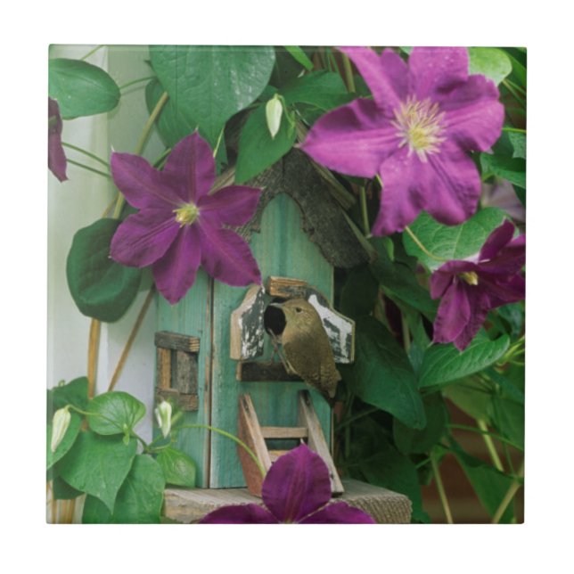 USA, Pennsylvania. Wren in birdhouse Tile (Front)