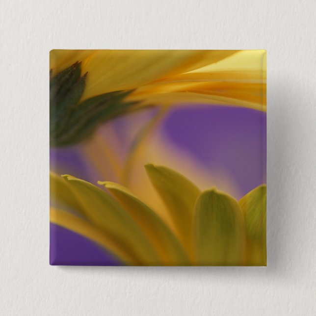 USA, Pennsylvania. Yellow Gerbera Daisies, close 2 Inch Square Button (Front)