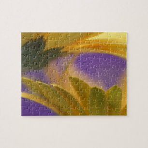 USA, Pennsylvania. Yellow Gerbera Daisies, close Jigsaw Puzzle