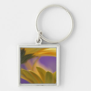 USA, Pennsylvania. Yellow Gerbera Daisies, close Keychain