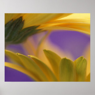 USA, Pennsylvania. Yellow Gerbera Daisies, close Poster