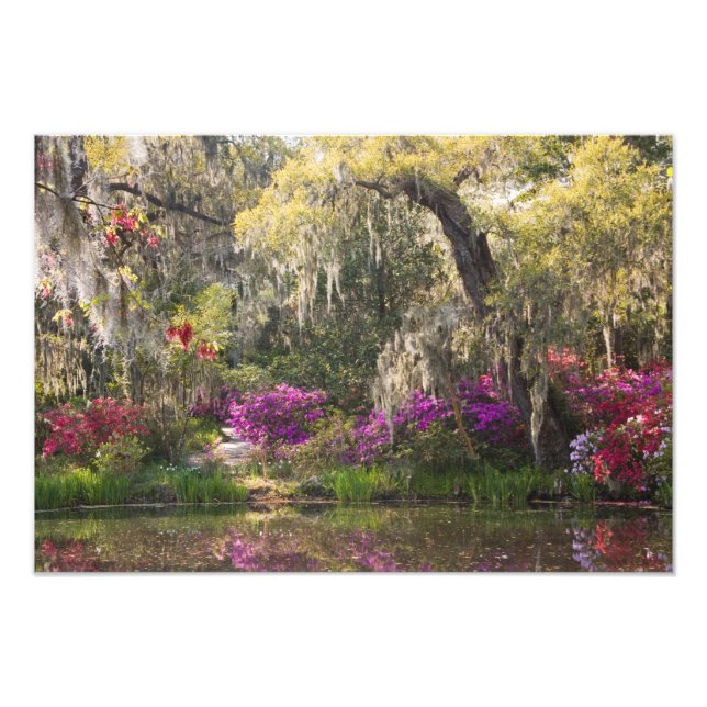 USA, South Carolina, Charleston. Cypress Trees 2 Photo Print (Front)