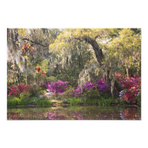 USA, South Carolina, Charleston. Cypress Trees 2 Photo Print