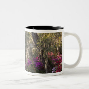 USA, South Carolina, Charleston. Cypress Trees 2 Two-Tone Coffee Mug
