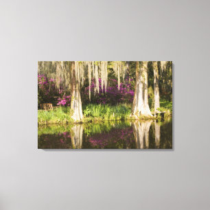 USA, South Carolina, Charleston. Cypress Trees Canvas Print
