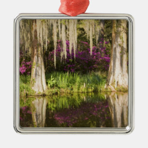 USA, South Carolina, Charleston. Cypress Trees Metal Ornament