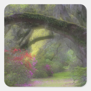 USA, South Carolina, Magnolia Gardens. Square Sticker