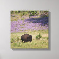 USA, South Dakota, American bison (Bison bison) 2