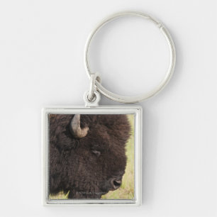 USA, South Dakota, American bison (Bison bison) 2 Keychain