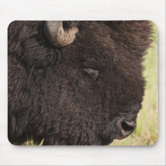 USA, South Dakota, American bison (Bison bison) 2 Mouse Pad