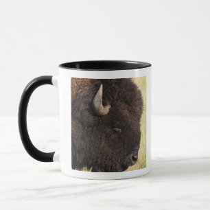 USA, South Dakota, American bison (Bison bison) 2 Mug