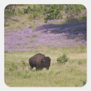 USA, South Dakota, American bison (Bison bison) Square Sticker