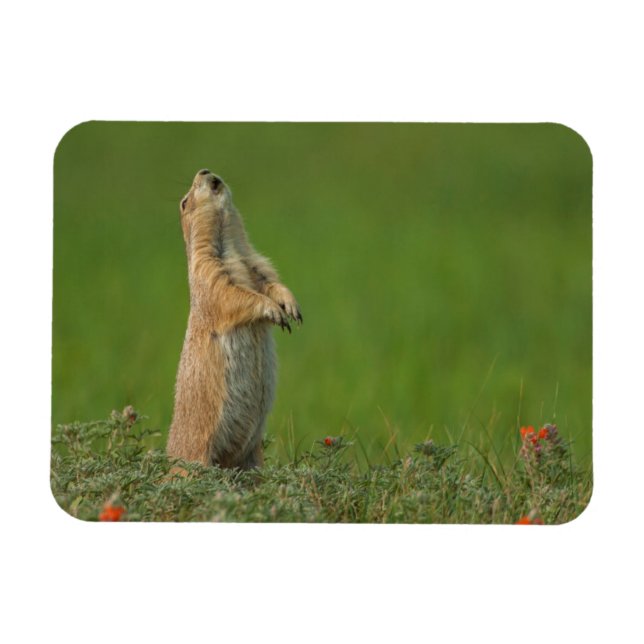 USA, South Dakota, Custer State Park Magnet (Horizontal)