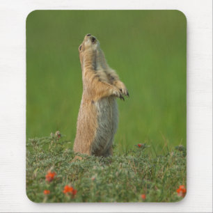 USA, South Dakota, Custer State Park Mouse Pad