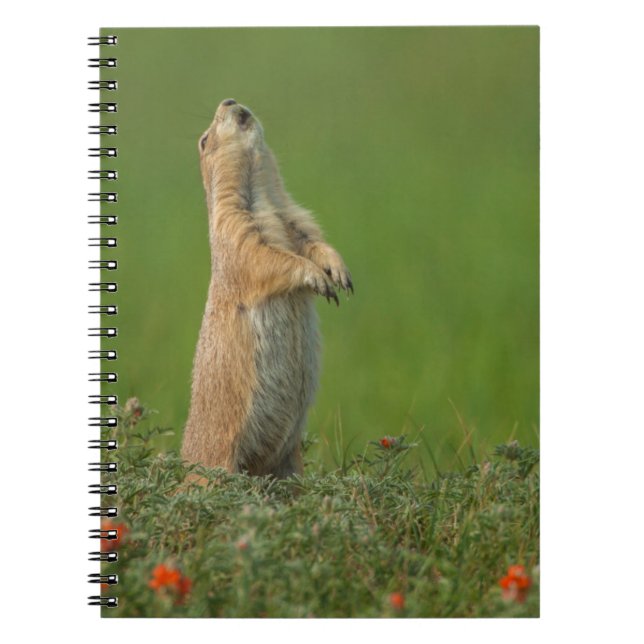 USA, South Dakota, Custer State Park Notebook (Front)