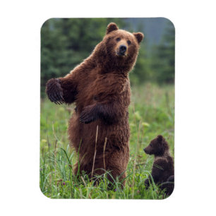 USA, Southeast Alaska, Brown Bear and cub Magnet