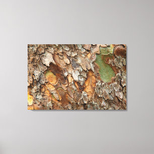 USA, Tennessee, Close Up Of Bark On A Tree Canvas Print