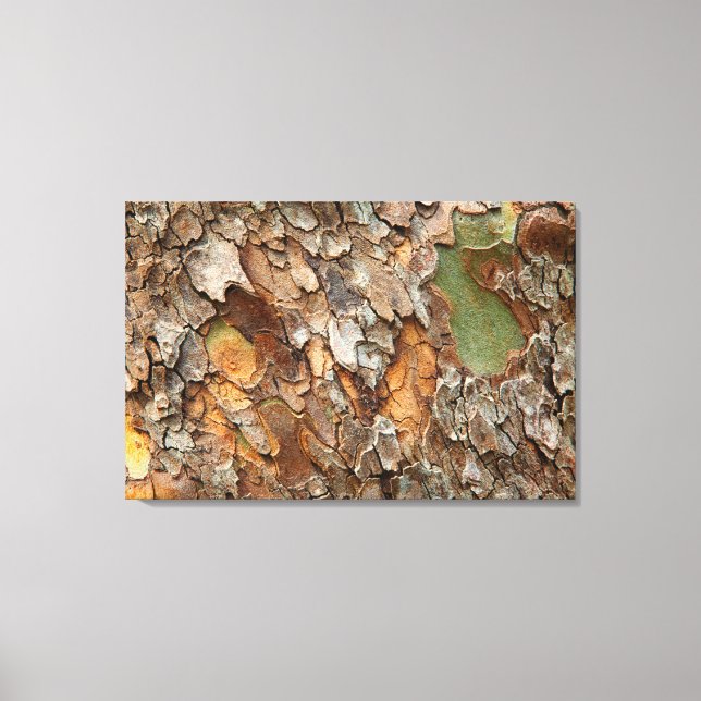 USA, Tennessee, Close Up Of Bark On A Tree Canvas Print (Front)