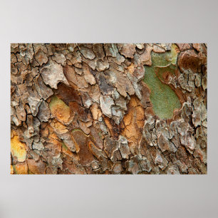 USA, Tennessee, Close Up Of Bark On A Tree Poster