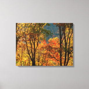 USA, Tennessee. Fall Foliage Canvas Print